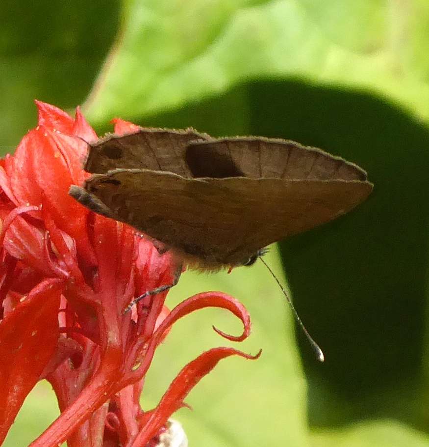 Prosotas nora formosana Prosotas nora formosana